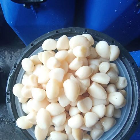 Preserved Garlic Clove in Brine Pickled
